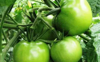 ЛЮБО-ЗЕЛЕНО