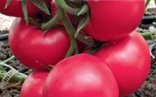 ПИНК САМПАРАДАЙ