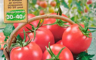 ДРУЖНАЯ СЕМЕЙКА