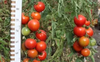 КРАСНЫМ КРАСНО