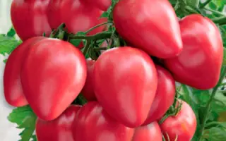 МИШКА КОСОЛАПЫЙ