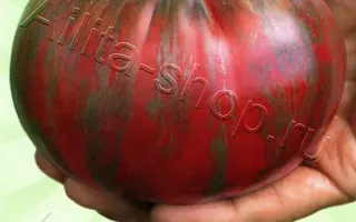 АМУРСКИЙ ТИГР РОЗОВЫЙ