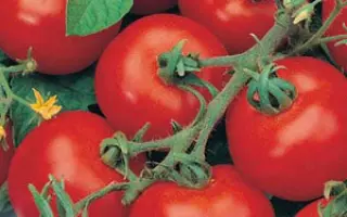 ПРОФЕССИОНАЛ