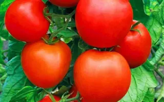 ЧЕЛЯБИНСКИЙ ЗАСОЛ