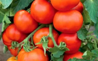 КРАСНЫЙ ОЛИГАРХ