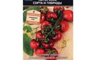 ЧЕРНИЧНЫЙ БЛЮЗ