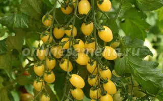 ЛУННЫЙ ФОНТАН