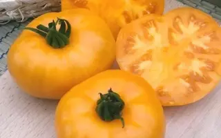 МЕДОВИК