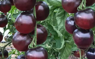 ЧЕРНАЯ ГАЛАКТИКА