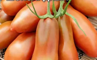 ПЕРЦЕВИДНЫЙ ШОКОЛАДНЫЙ