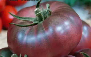 САХАР ЧЕРНЫЙ