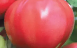 ЛЮБОВЬ ДА ГОЛУБИ