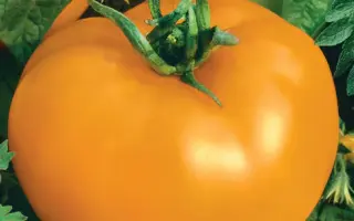 ЗОЛОТОЙ МУЖИЧОК