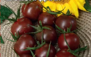 ШОКОЛАДНАЯ ГРОЗДЬ