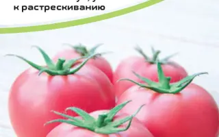 ПИНК ТРАДИШЕН