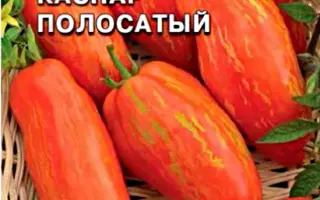 КАСПАР ПОЛОСАТЫЙ