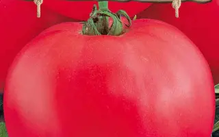 РУМЯНЫЙ МУЖИЧОК