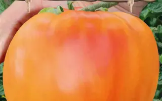 ДЫНЕВЫЙ МЁД