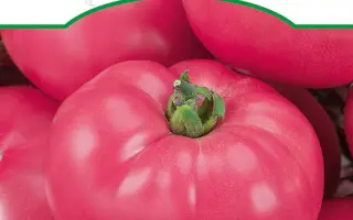 ПИНК ГАРАНТ