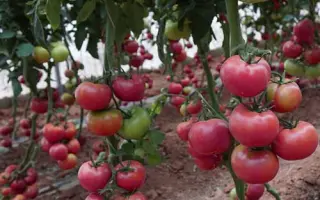 ПИНК КРИСТАЛ