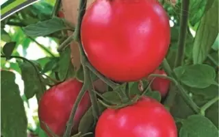 МАЛИНОВЫЙ ЗЕМЛЕДЕЛЕЦ