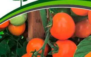 ОРАНЖЕВЫЙ ЗЕМЛЕДЕЛЕЦ