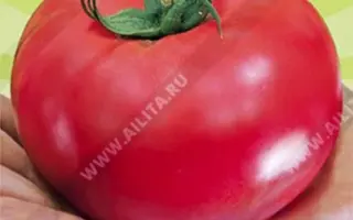 РОЗОВОЕ ЦАРСТВО