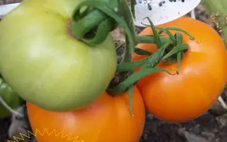 МАДЖЭЛЛАНО