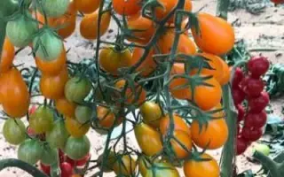 ЧЕРРИСАВВА