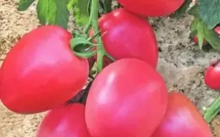 РОЗОВЫЙ КУБ