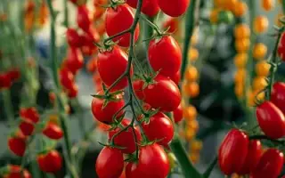 ЧЕРРИОТ ЮРИЯ