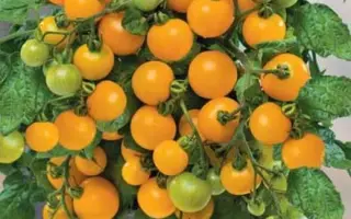 ЖЕМЧУЖИНА ОРАНЖЕВАЯ