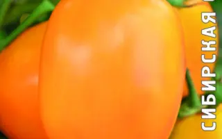 ЯНТАРНАЯ РЫБКА