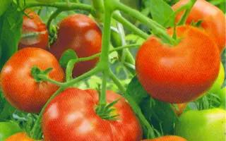 СИБИРСКИЙ СПРИНТЕР