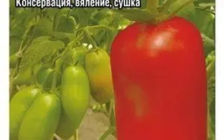 СИБИРСКИЙ ГРОЗДЕВОЙ