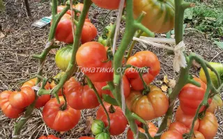 СИБИРСКИЙ ТРЕНД