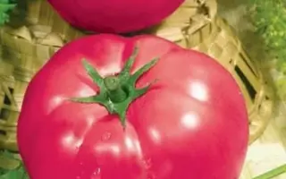 РОЗОВЫЙ НАЛИВ