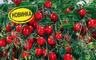 ЧАРУЮЩИЙ КАСКАД