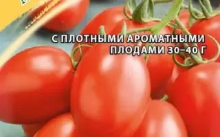 МОНИСТО СОЛОХИ