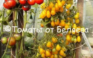 МЕДОВАЯ КАПЛЯ