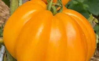 ИНЖИРНЫЙ МЕДОВЫЙ