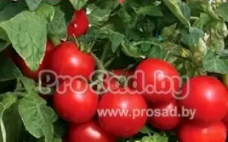 РОЗОВАЯ РОССЫПЬ