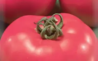 РУССКАЯ МАТРЕШКА