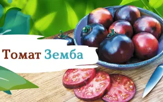 ЗЕМБА