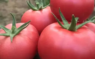 АМФИОН