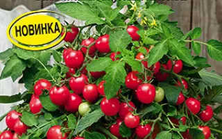 ЗВЕЗДЫ СТОЛИЦЫ