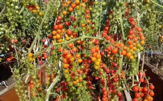 КРАСНАЯ ЯГОДА