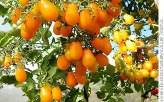 ГРУШКА МЕДОВАЯ