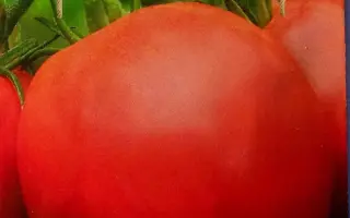 ДУША СИБИРИ