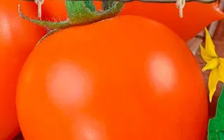 МЕДОВЫЕ КУПОЛА